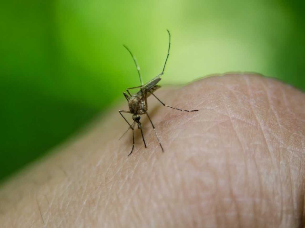 Le zanzare ti danno fastidio?  Questo prodotto aiuta davvero, altri prodotti sono spesso uno spreco di denaro