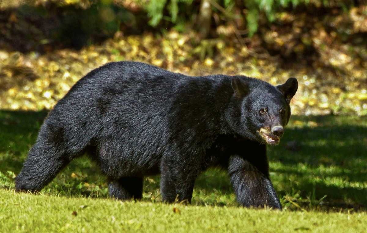 Zwarte beer