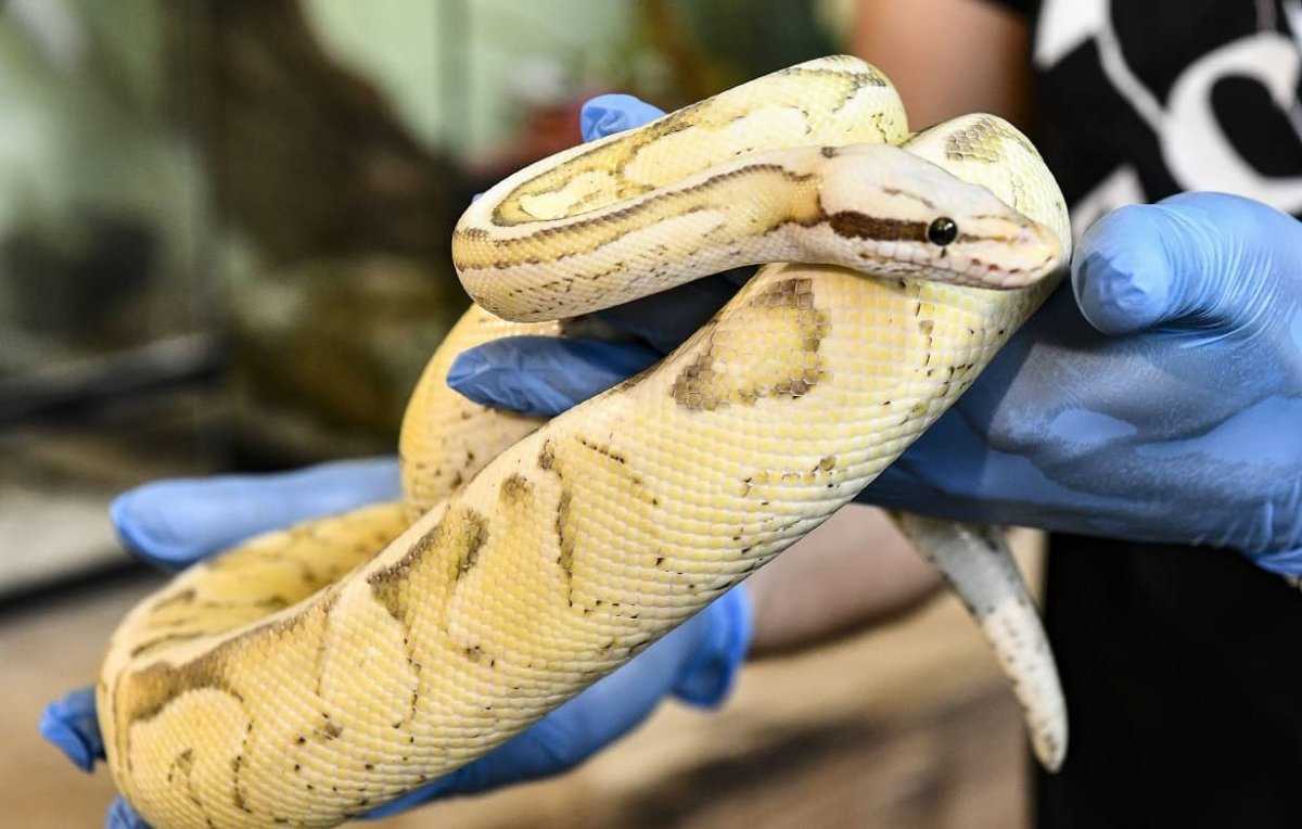 Wrok Raadplegen overal Dierenwelzijn redt grote hoeveelheid slangen uit huis in Antwerpen |  Redactie24