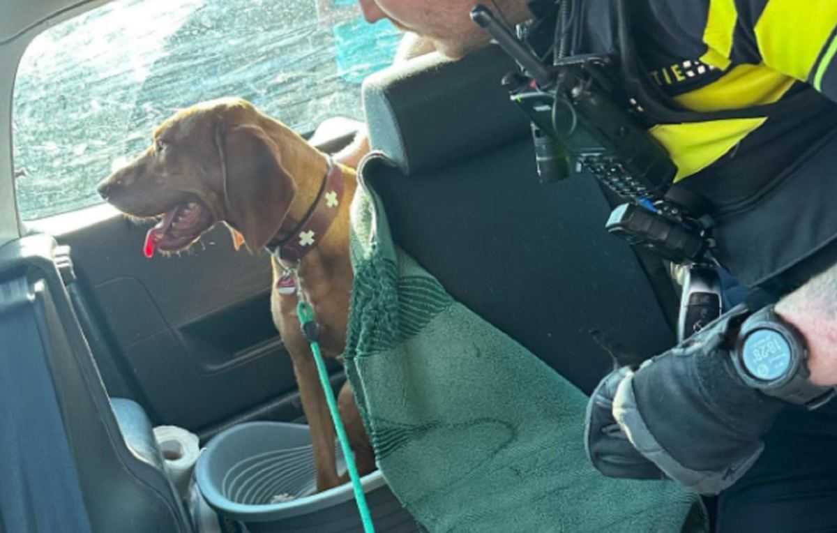 Hond in snikhete auto