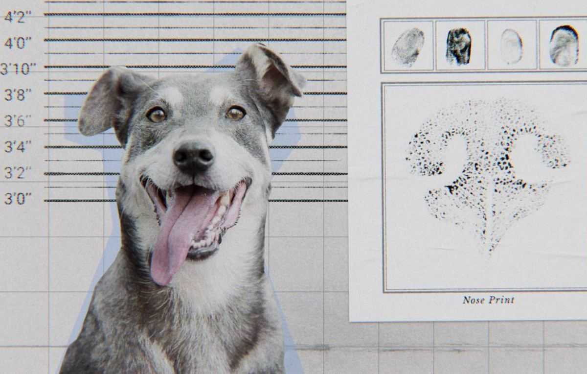 Inside the Mind of a Dog, Netflix documentaire