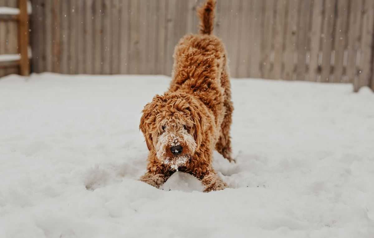 hond, sneeuw, buiten, winter