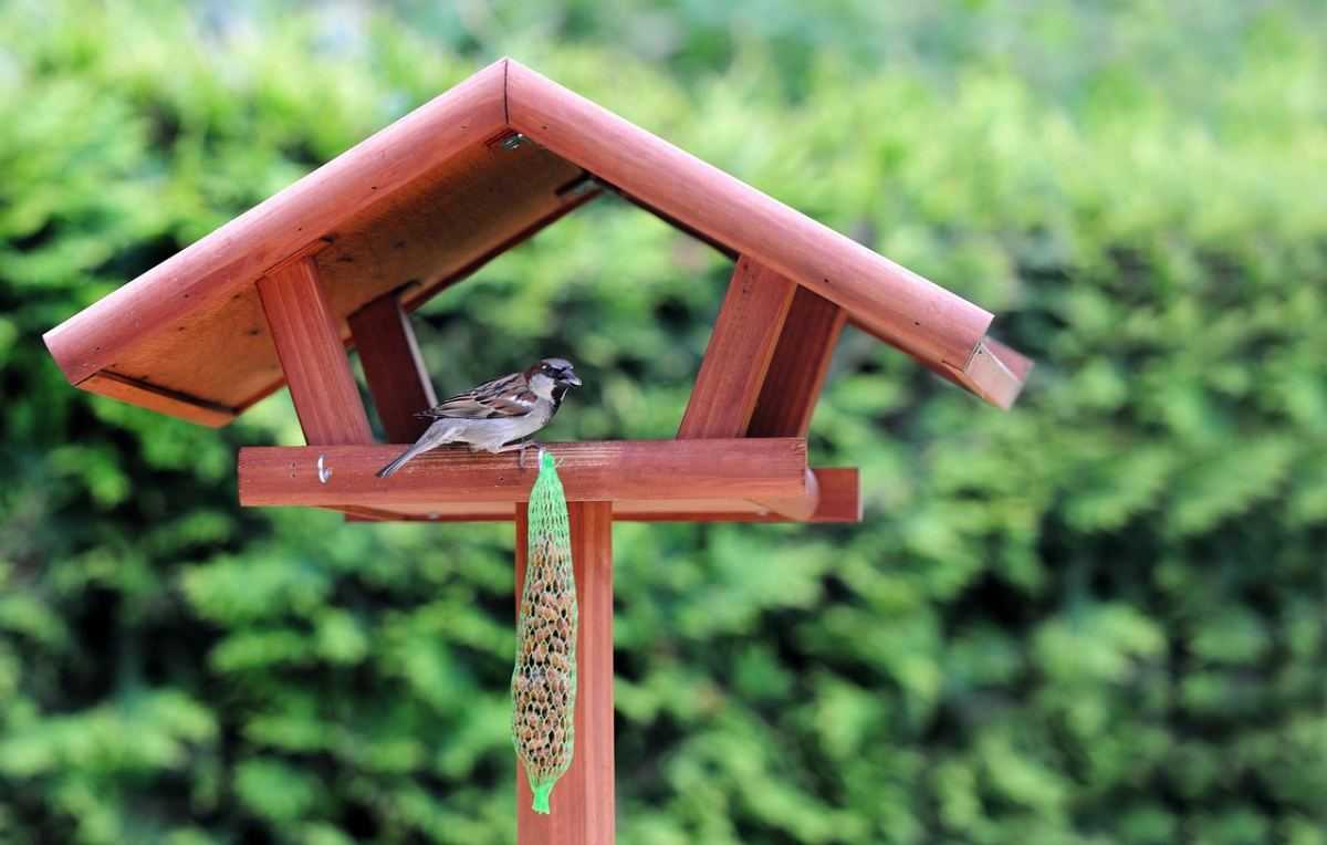 vogel, vogelvoer, voederen van vogels