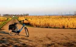 fiets, natuur, zomer