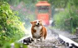 corgi, hond, regen, wandelen